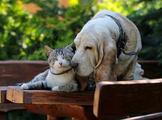 Basset hound dog and kitten friends