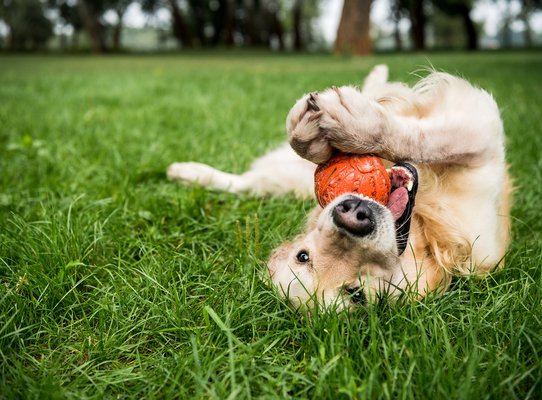 pet playing in the grass